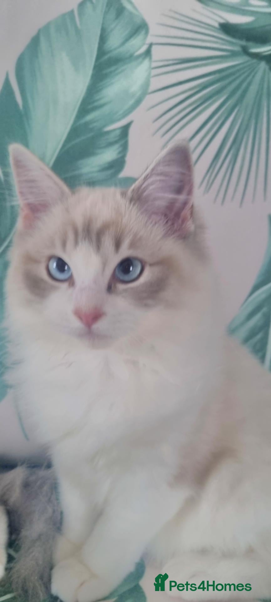 Ragdoll cats 💕Beautiful TICA registered  Ragdolls Kittens 💕 - Advert 23