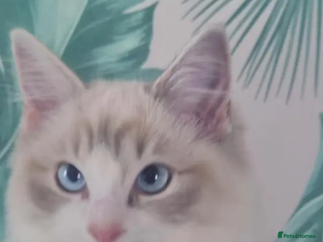 Ragdoll cats 💕Beautiful TICA registered Ragdolls Kittens 💕 - Advert 23