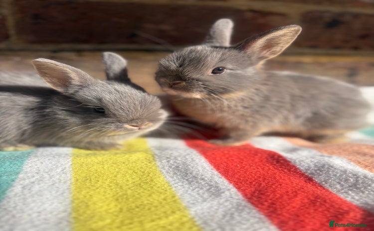 Netherland Dwarf rabbits - Advert 15