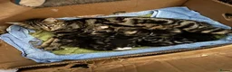 Mixed Breed cats for sale: 4 Kittens for sale  - Advert 4