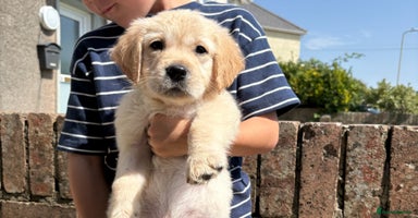 Golden Retriever dogs - Advert 2