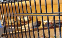 Finches birds for sale: Zebra finches - Advert 3