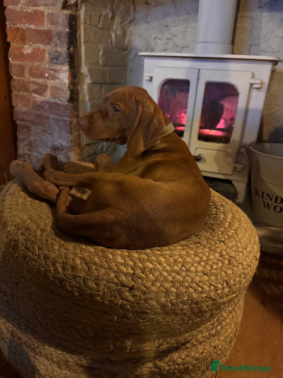 Hungarian Vizsla dogs for sale: Hungarian Vizsla  - Advert 2