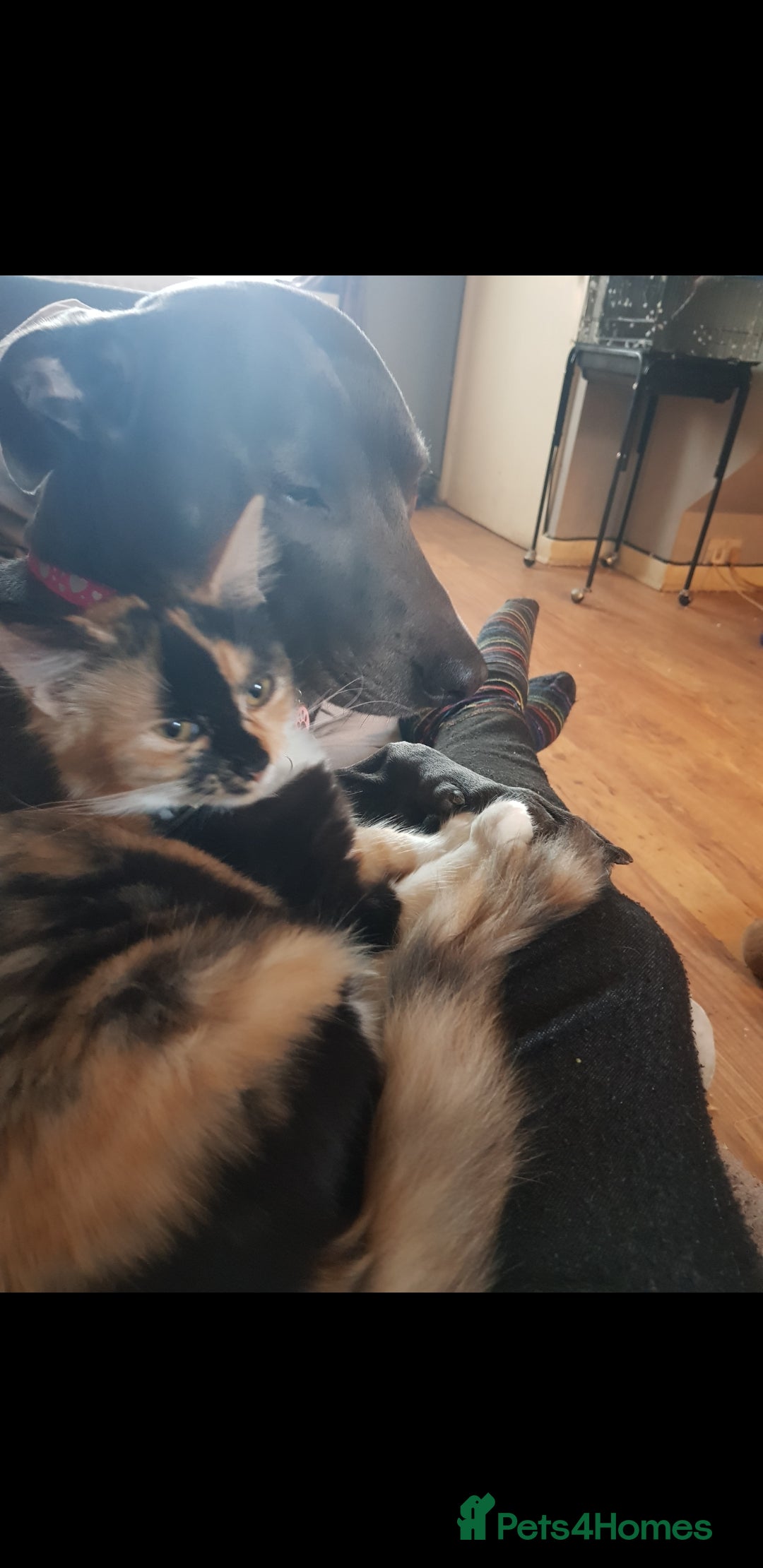 British Shorthair cats for sale: Marmite  - Advert 7