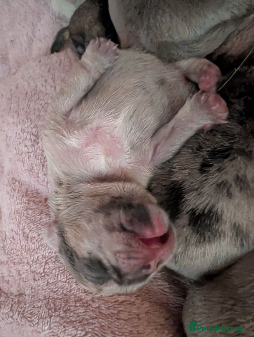 Frug dogs for sale: Beautiful litter of frugs  - Advert 22