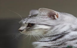British Shorthair cats for sale: GCCF REGISTERED CHAMPION LINES SILVER SPOTTED BSH - Image 26