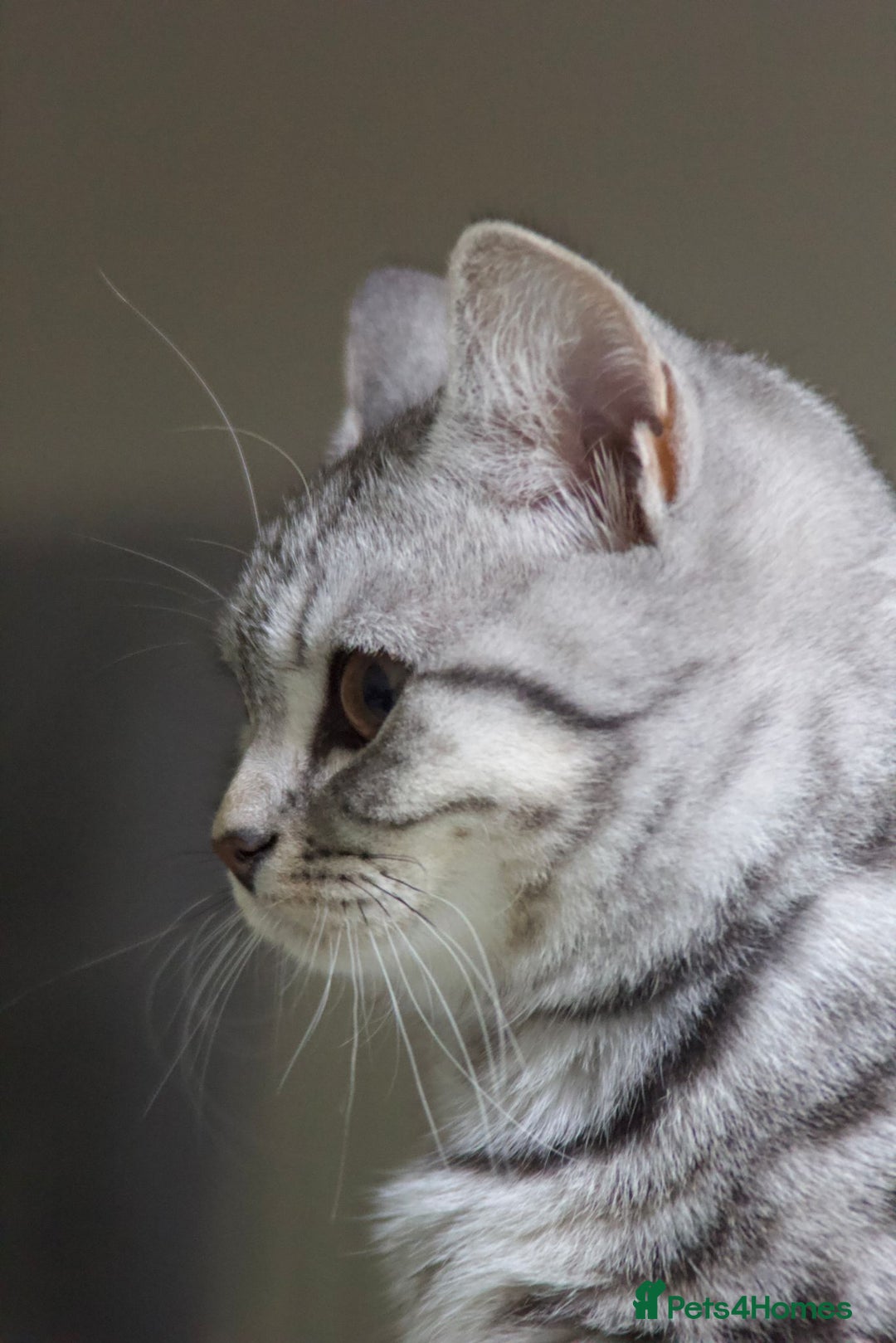 British Shorthair cats for sale: GCCF REGISTERED CHAMPION LINES SILVER SPOTTED BSH - Image 26