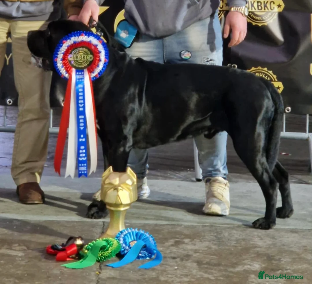 Cane Corso dogs for sale:  Health-Tested Cane Corso Puppies 🐾 - Advert 2