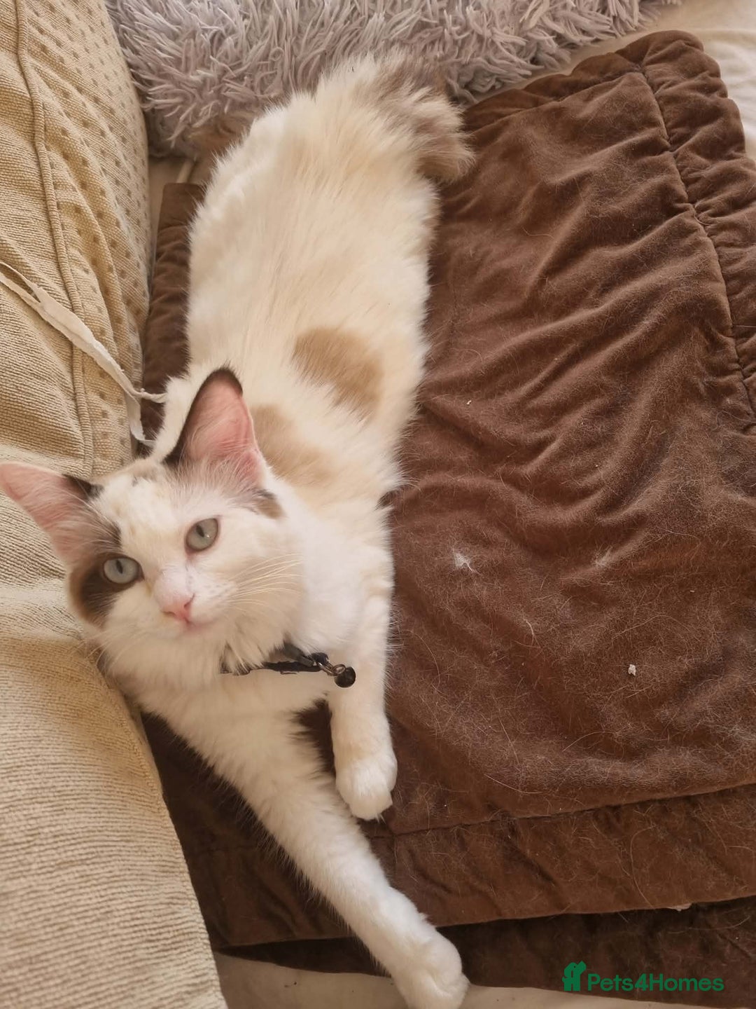 Ragdoll cats for sale: Ragdoll girls  - Advert 6