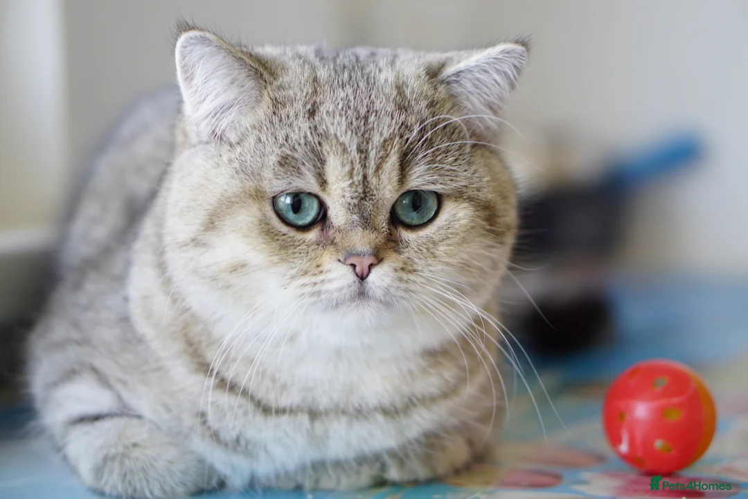 British Shorthair cats for sale: BSH reg kittens, Silver & Gold - Advert 6