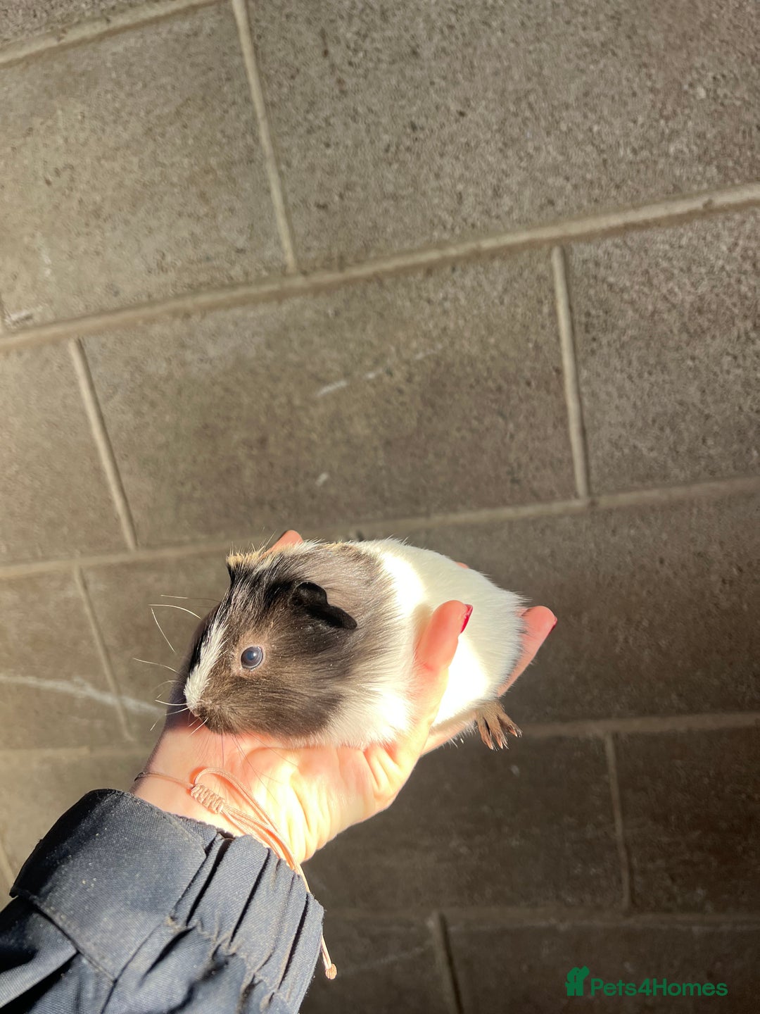 Guinea Pig rodents for sale: Three lovely boys looking for their forever home!  - Advert 13