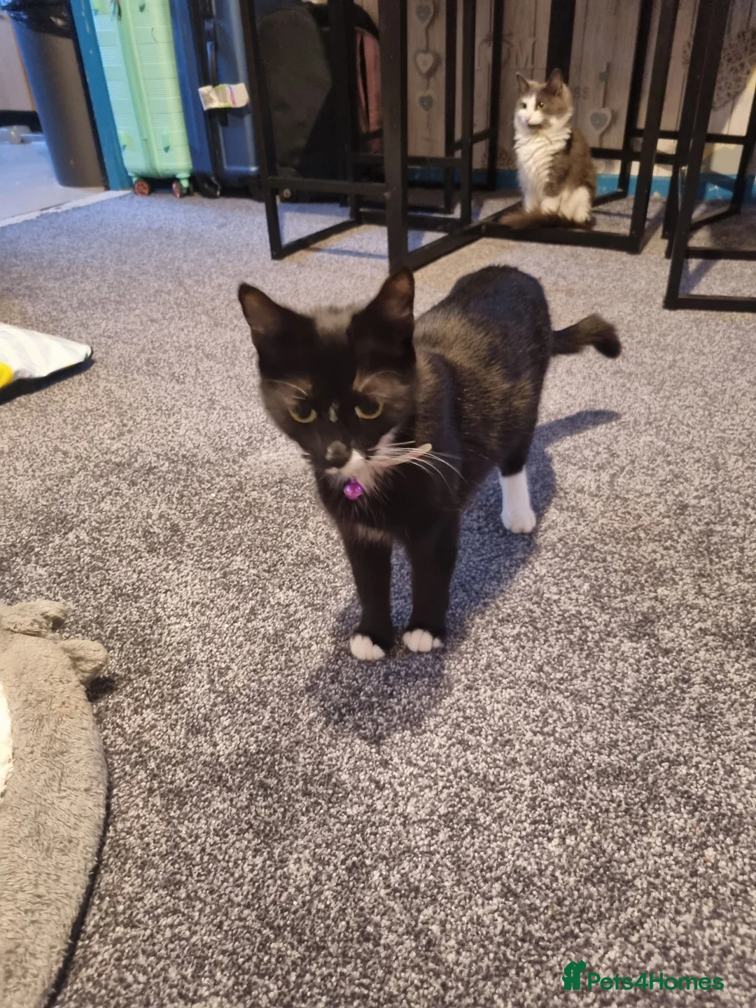 Mixed Breed cats for sale: Beautiful kittens for sale  - Advert 2