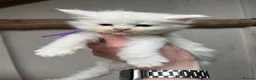 Maine Coon cats for sale: Stunning pedigree Maine coon kittens TICA  - Advert 13