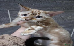 Bengal cats for stud: GANDALF Snow Mink Blue Carrier Russia Lines in Gateshead - Image 2