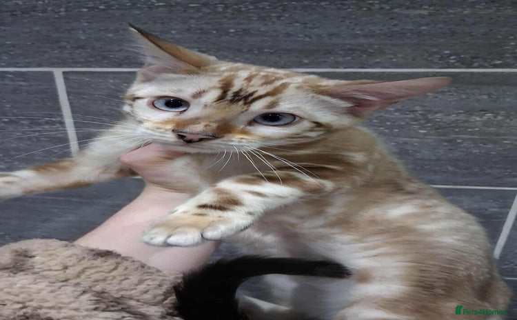 Bengal cats GANDALF Snow Mink Blue Carrier Russia Lines in Gateshead - Advert 1