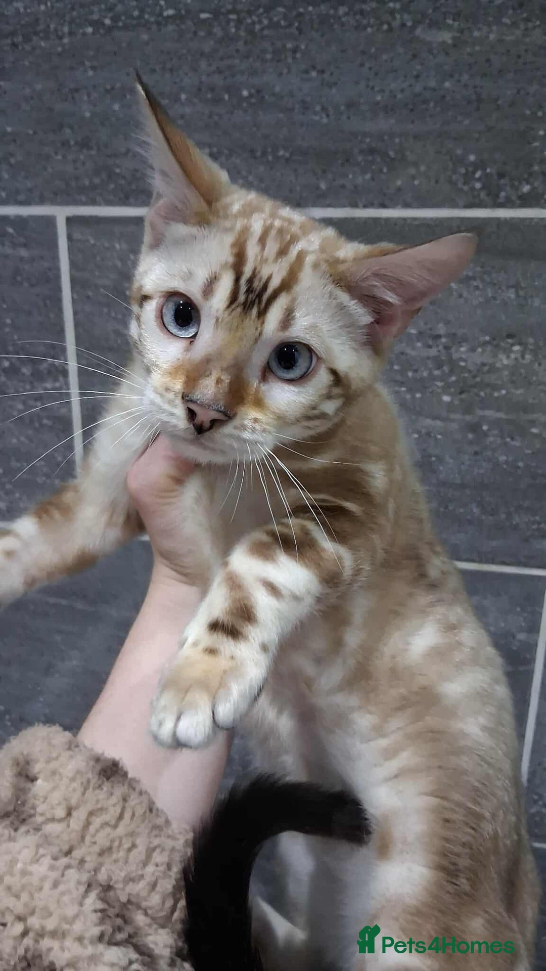 Bengal cats for stud: GANDALF Snow Mink Blue Carrier Russia Lines in Gateshead - Image 2