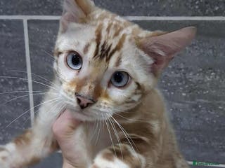 Bengal cats GANDALF Snow Mink Blue Carrier Russia Lines in Gateshead - Advert 20