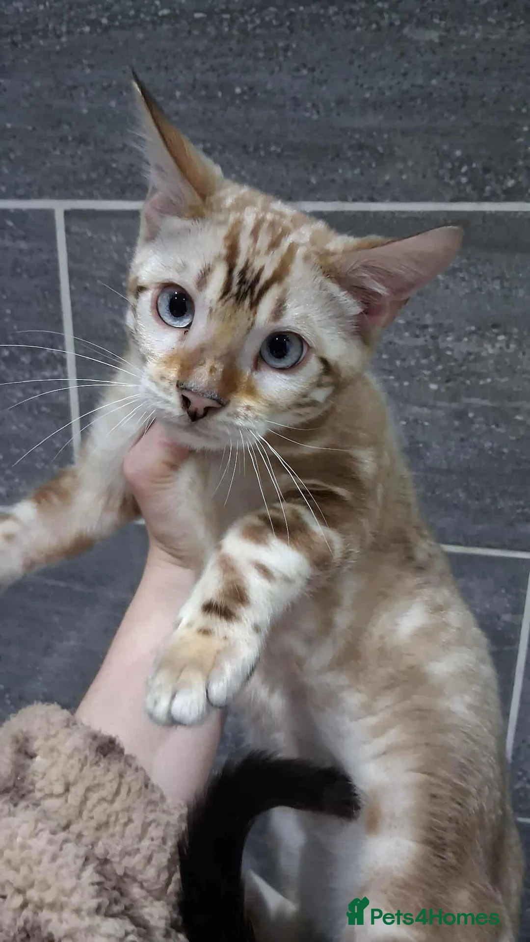 Bengal cats for stud: GANDALF Snow Mink Blue Carrier Russia Lines in Gateshead - Advert 1