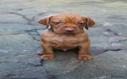 Hungarian Vizsla dogs for sale: Stunning litter KC registered Hungarian Puppy's  - Image 23