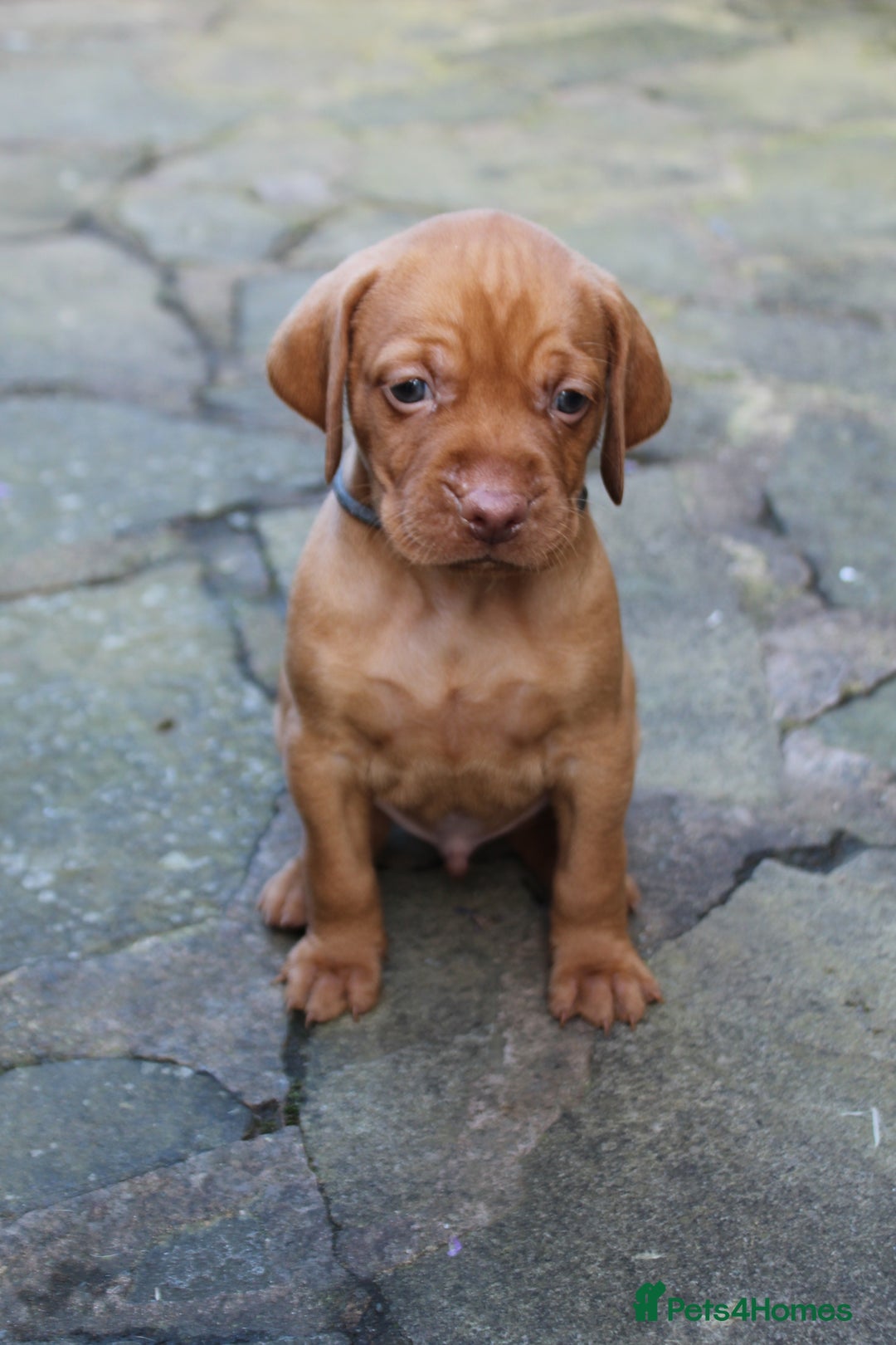 Hungarian Vizsla dogs for sale: Stunning litter KC registered Hungarian Puppy's  - Image 23