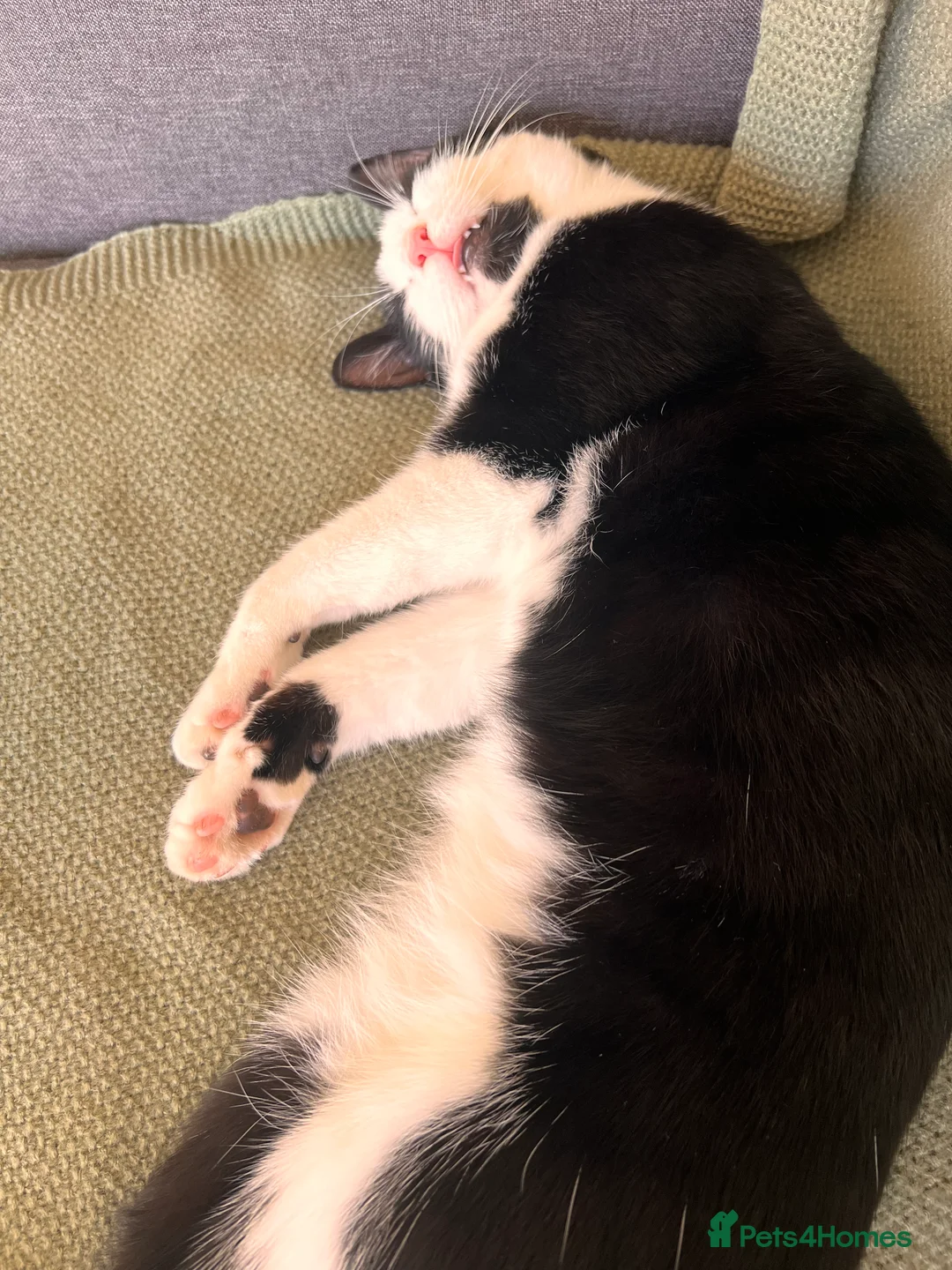 Domestic Shorthair cats for sale: Tabby Cat - Advert 2