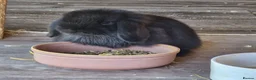 Mini Lop rabbits for sale: 5 gorgeous lopear bunnies - Advert 6