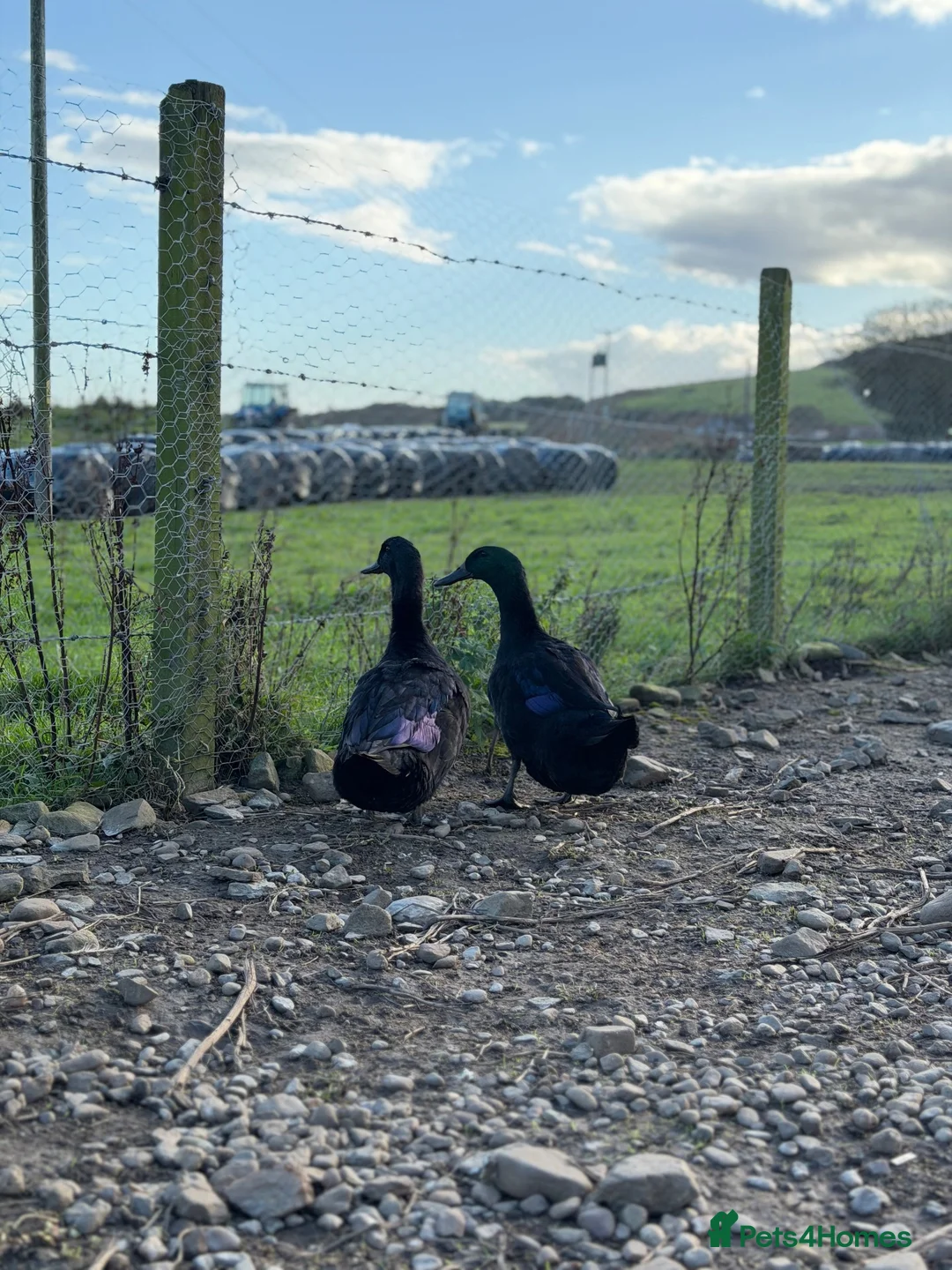 Ducks poultry for sale: 6x hatching eggs Cayuga duck hatching eggs  - Advert 5