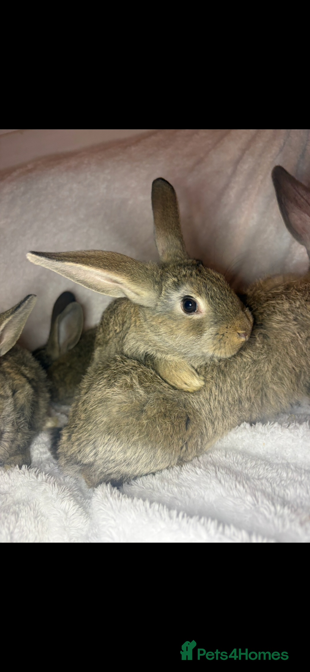 Continental Giant rabbits for sale: Beautiful continental giant baby rabbits ready  - Advert 13