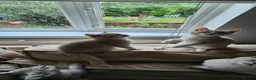 British Shorthair cats for sale: ​Rare Female BSH Kittens: Pedigree Parents Only  - Advert 23