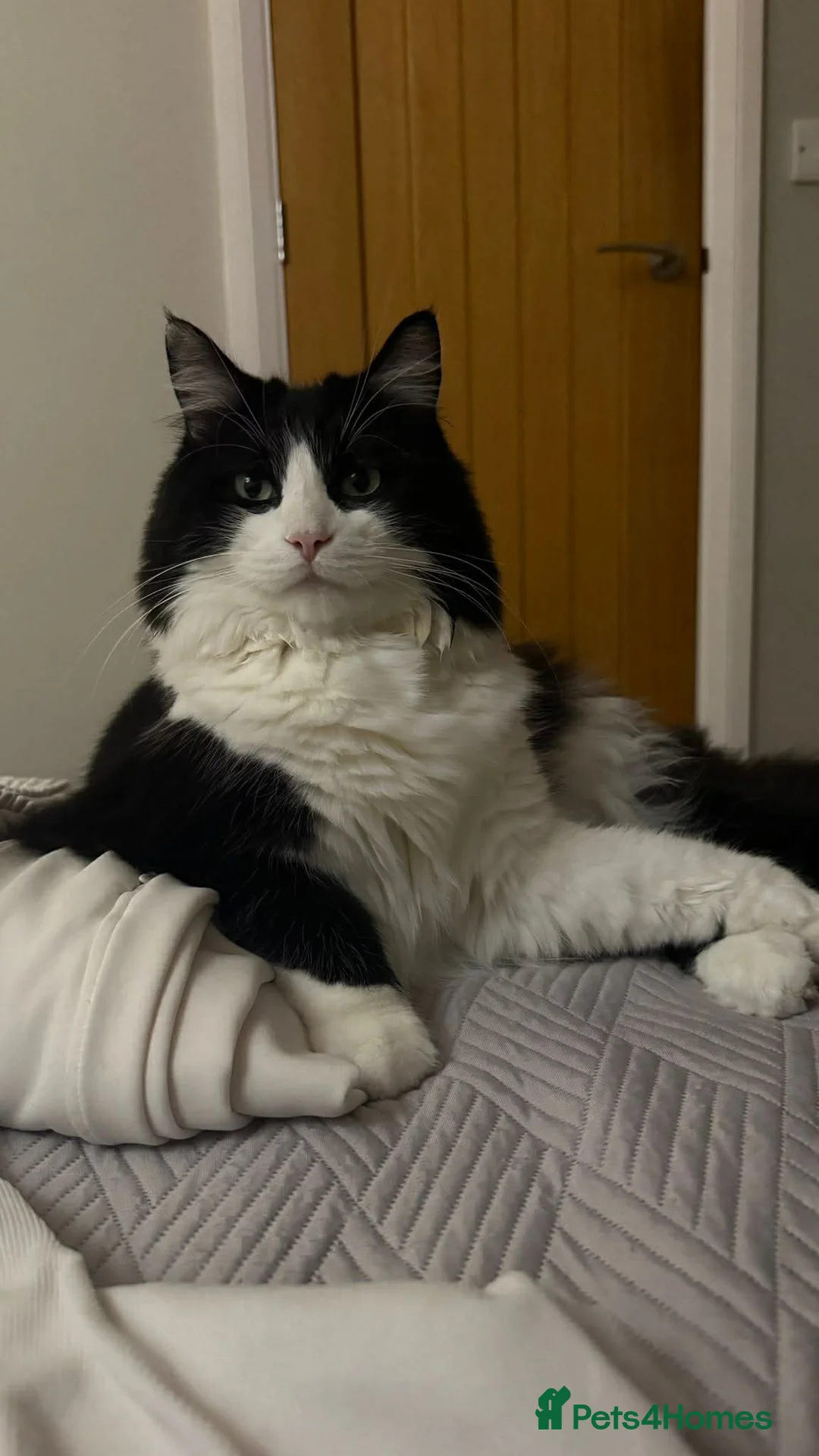 Mixed Breed cats for sale: Milo - looking for home  in Wisbech - Advert 2