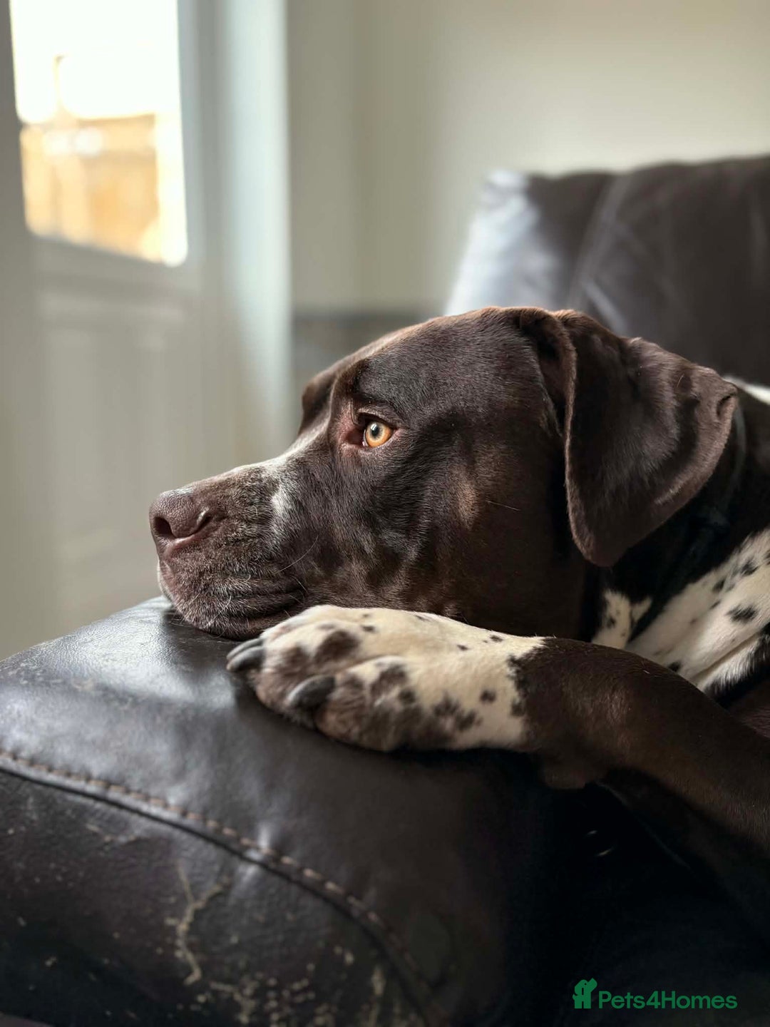 Mixed Breed dogs for sale: House hippo Zero🤍 - Advert 1