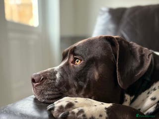 Mixed Breed dogs House hippo Zero🤍 - Advert 3