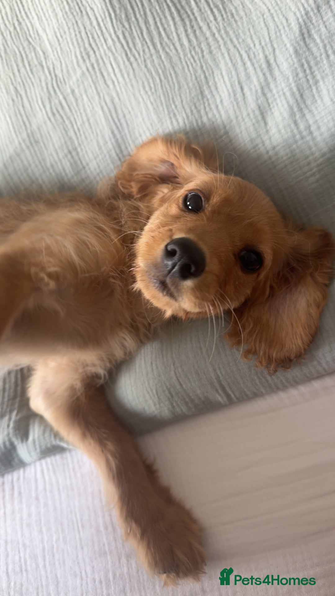 Cavapoo dogs for sale: 4 month old puppy for sale  - Image 2