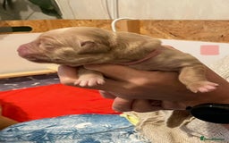 Golden Retriever dogs for sale: Beautiful Golden Retriever boys  - Image 23