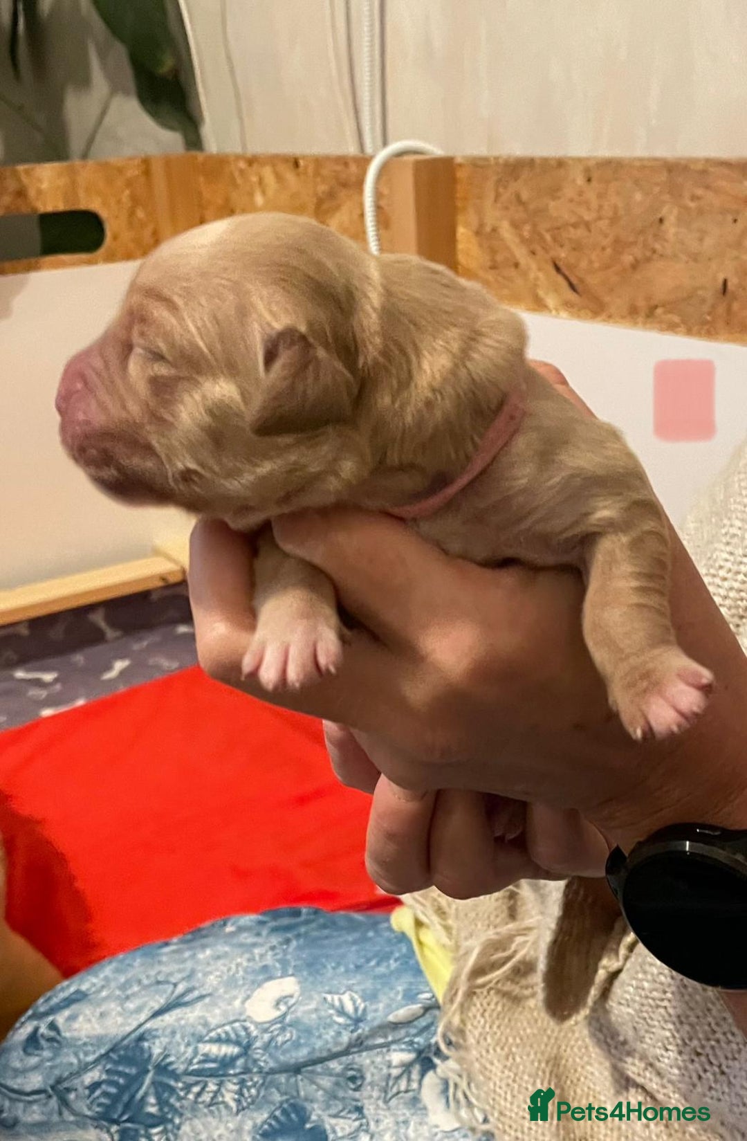 Golden Retriever dogs for sale: Beautiful Golden Retriever boys  - Image 23