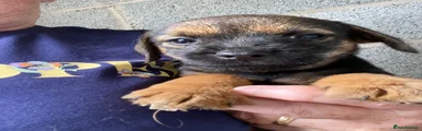Border Terrier 2