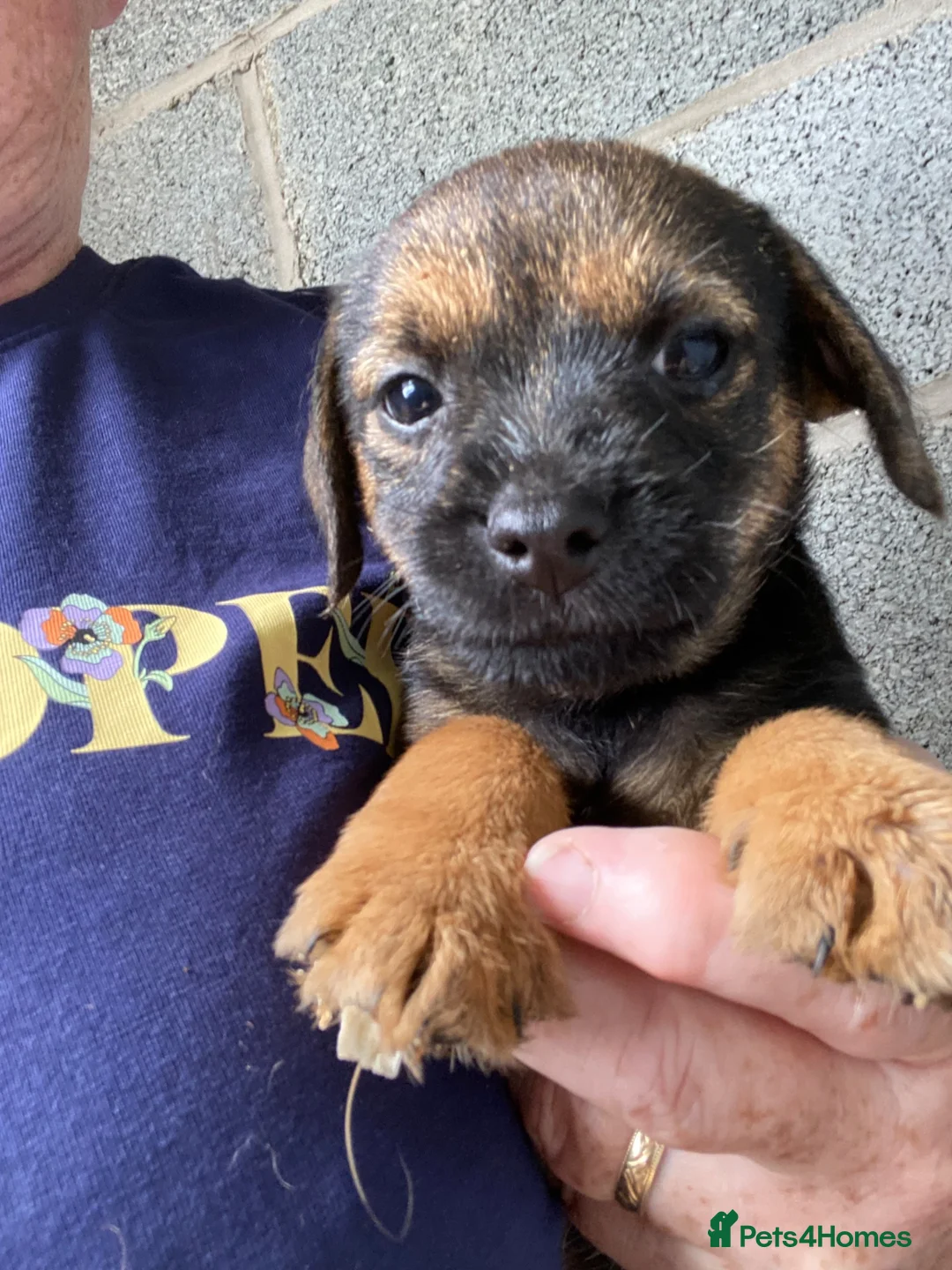Border Terrier dogs for sale: Four boy Kc reg border terrier pups - Advert 2