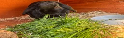 Mini Lop rabbits for sale: Black self female lop - Advert 2