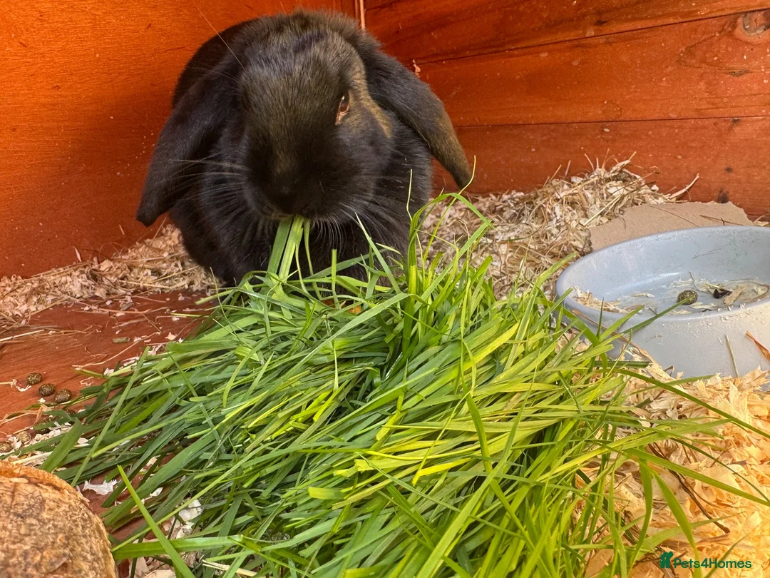 Mini Lop rabbits for sale: Black self female lop - Advert 2