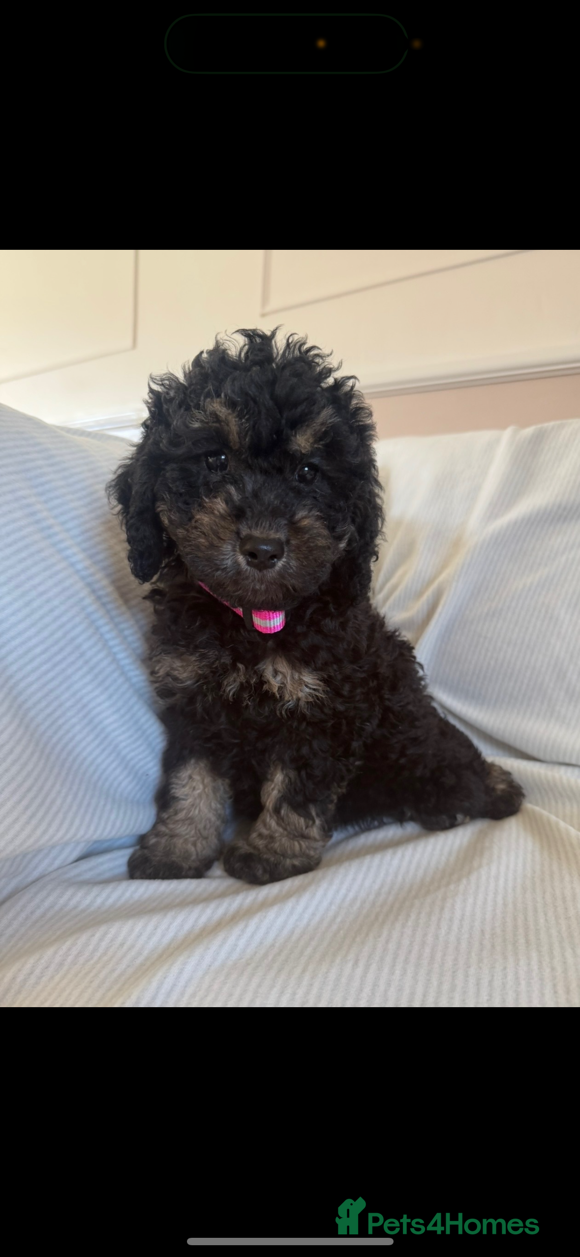 Cockapoo dogs F1 toy cockerpoo puppies - Advert 1