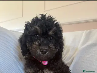 Cockapoo dogs F1 toy cockerpoo puppies - Advert 1