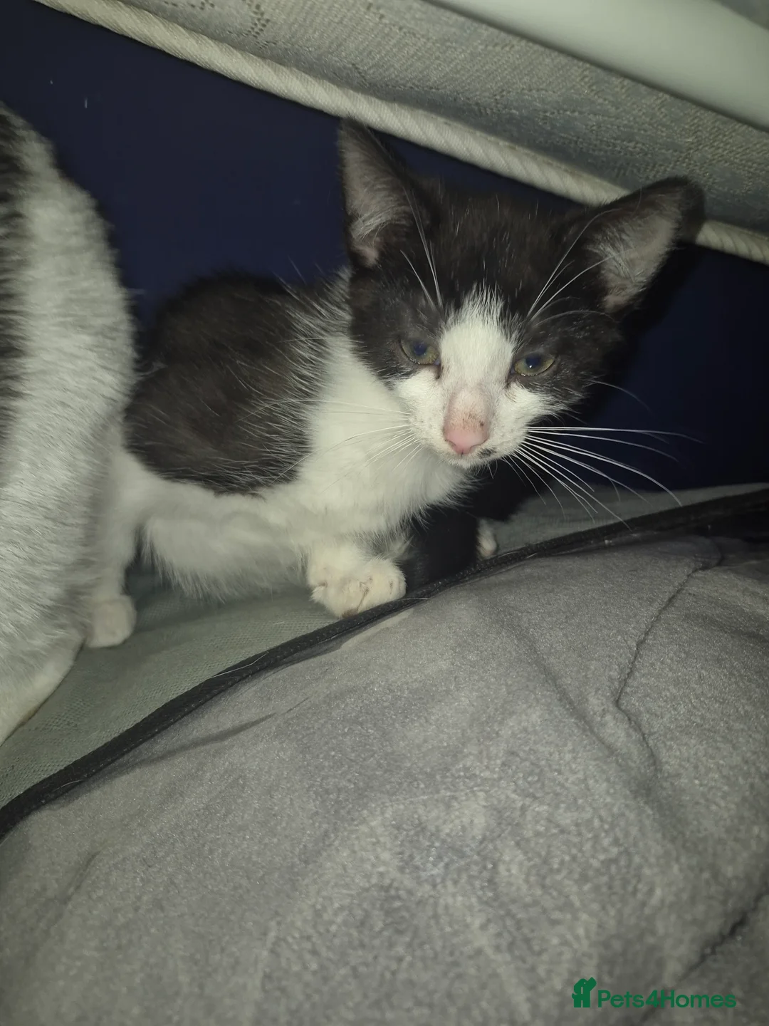 Mixed Breed cats for sale: 6 kittens  - Advert 8