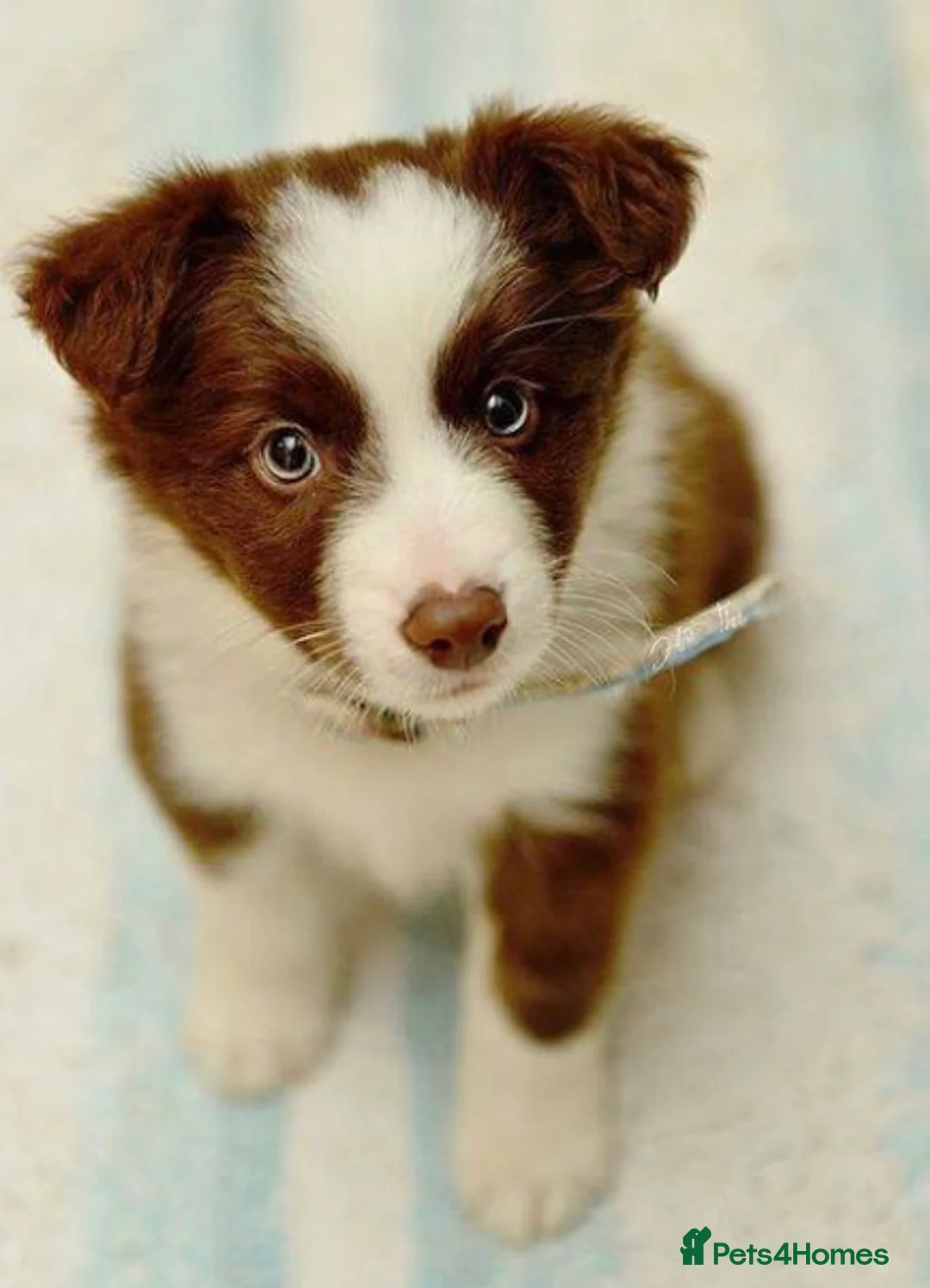 Border Collie dogs for sale: Stunning red and white long haired pups  - Advert 4