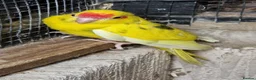 Parrots birds for sale: 5x kakarikis chicks ready now - Advert 14