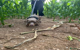 Miniature Dachshund dogs for sale: Willow the mini dachshund  - Image 3