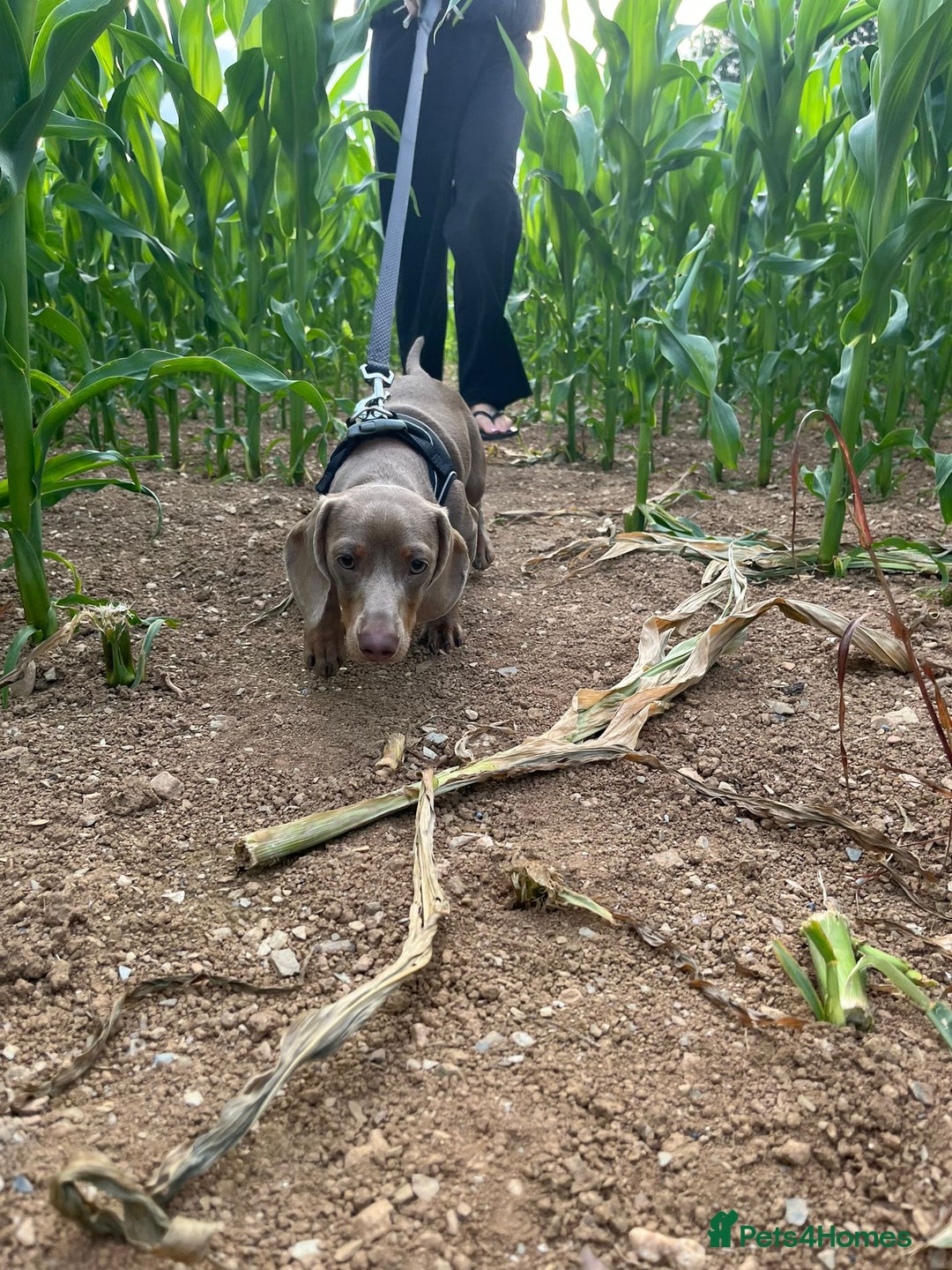 Miniature Dachshund dogs for sale: Willow the mini dachshund  - Image 3