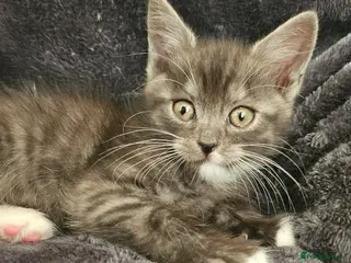 Persian cats 5 x Beautiful PersianX kittens - Advert 4