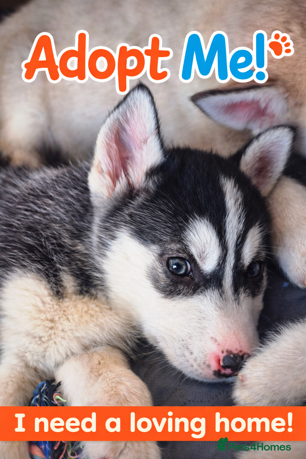 Alaskan Malamute dogs Beautiful husky malmute puppies ready NOW  - Advert 5