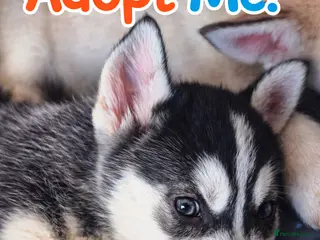 Alaskan Malamute dogs Beautiful husky malmute puppies ready NOW - Advert 7