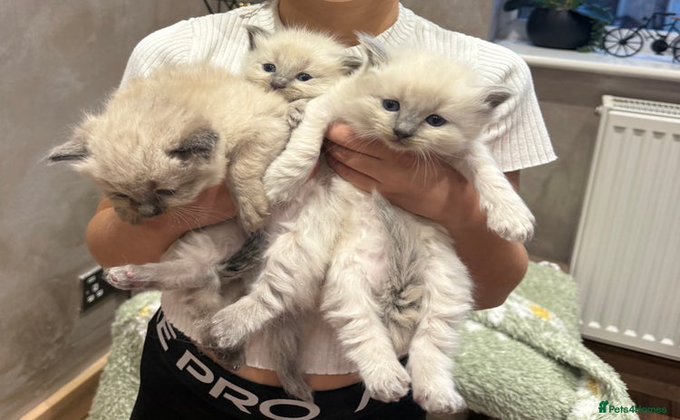 Ragdoll cats - Advert 2
